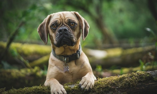 Puggle on a moss log