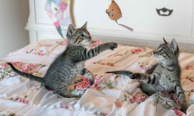 Two gray tabby kittens playing with wand toy