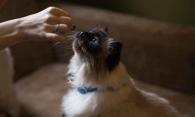 Himalayan cat getting a treat