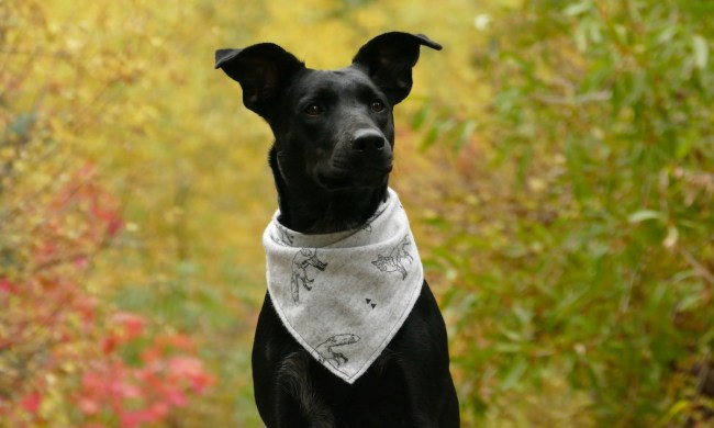 Black dog wearing white bandana