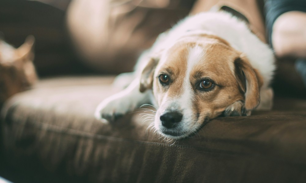 A brown and white dog lying on the couch