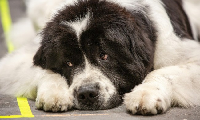 A black and white Newfoundland