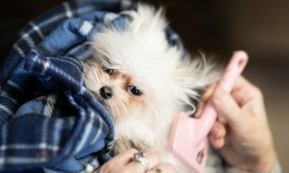 A small white dog being brushed with a pink brush