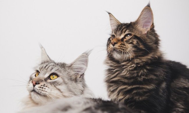 Two Maine Coon kittens