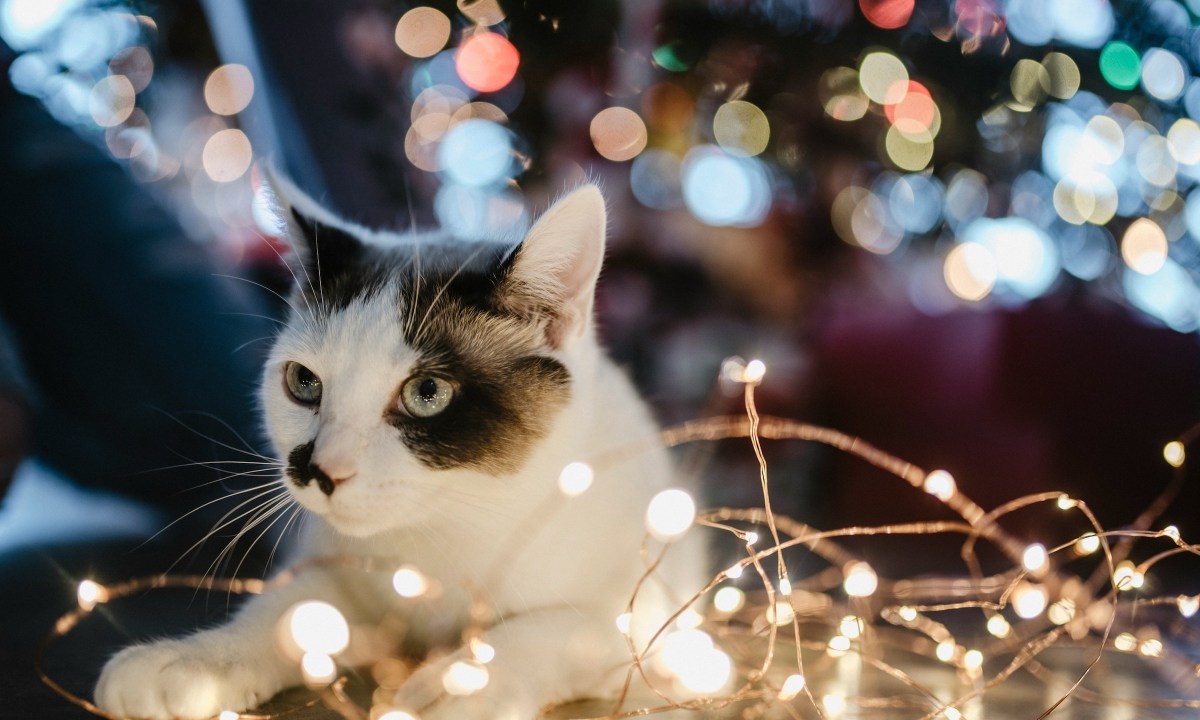 A white cat with black spots sits beneath a Christmas tree surrounded by lit-up fairy lights