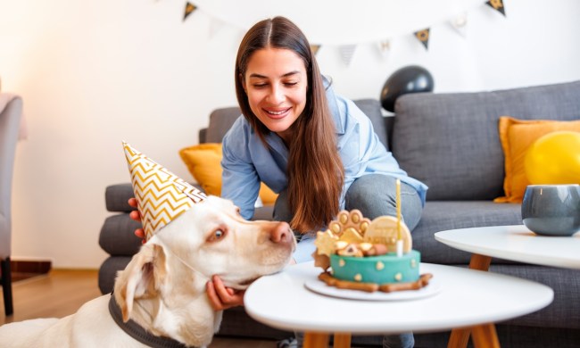 Owner having fun making a birthday party for her dog at home