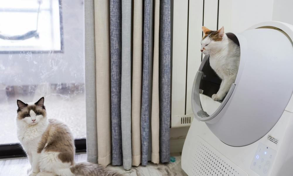 A cat stands inside a smart litter box while another cat stands nearby