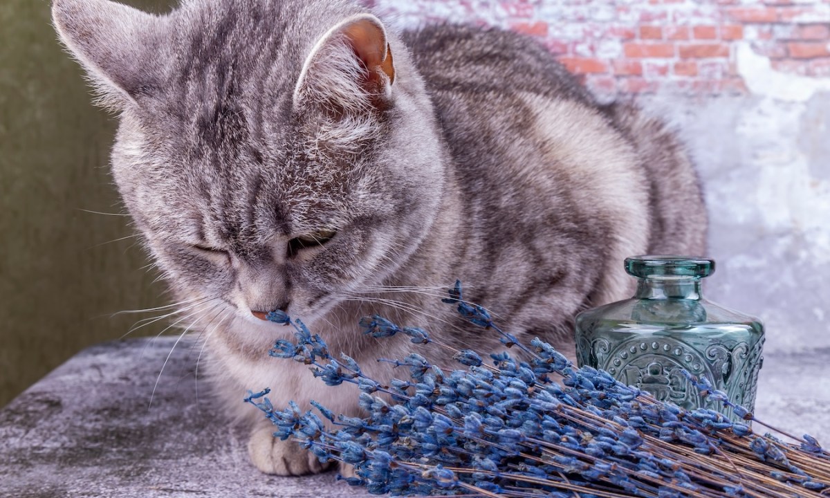 Gray cat sniffs dried lavender flowers