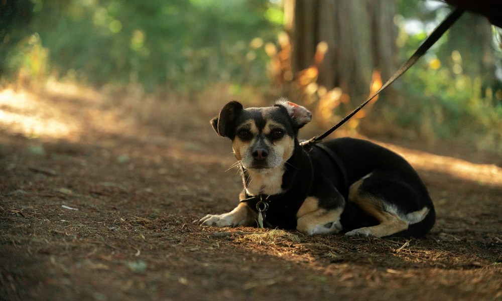 A Chihuahua mix dog lying outside on leash