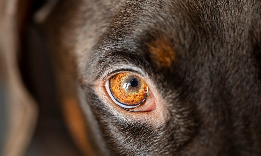 what colors can dogs see dog brown eye close up