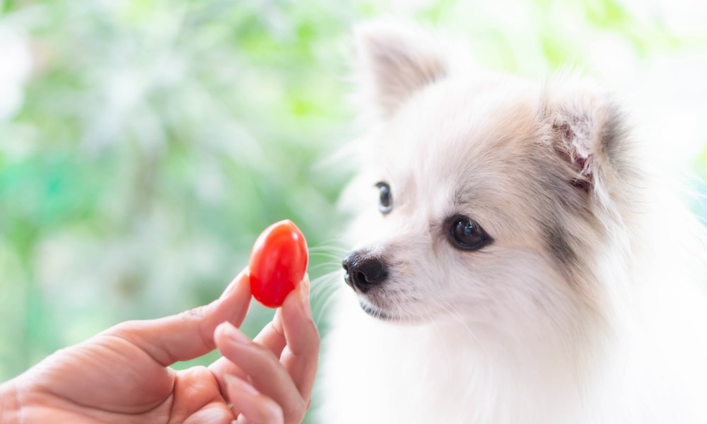 Pomeranian looking at a cherry tomato in person's hand