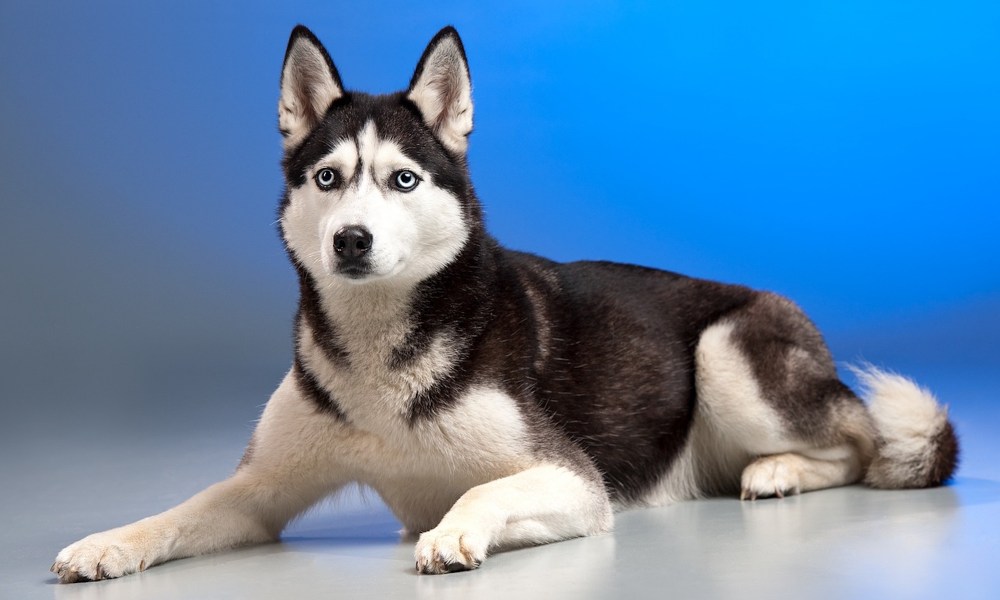 Husky dog with blue eyes with a blue background