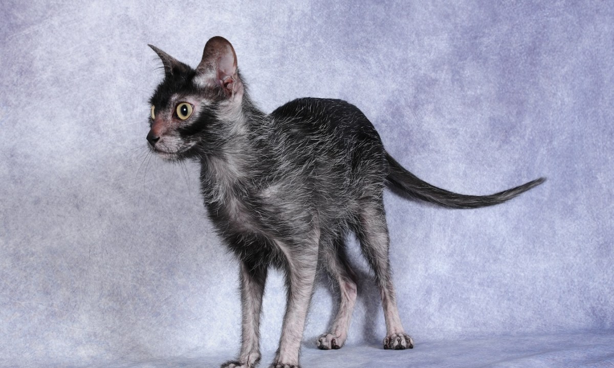 Black lykoi cat