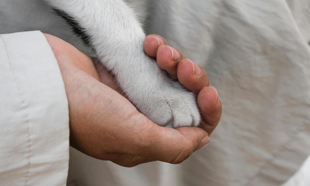 A person holds a dog's paw in their hand