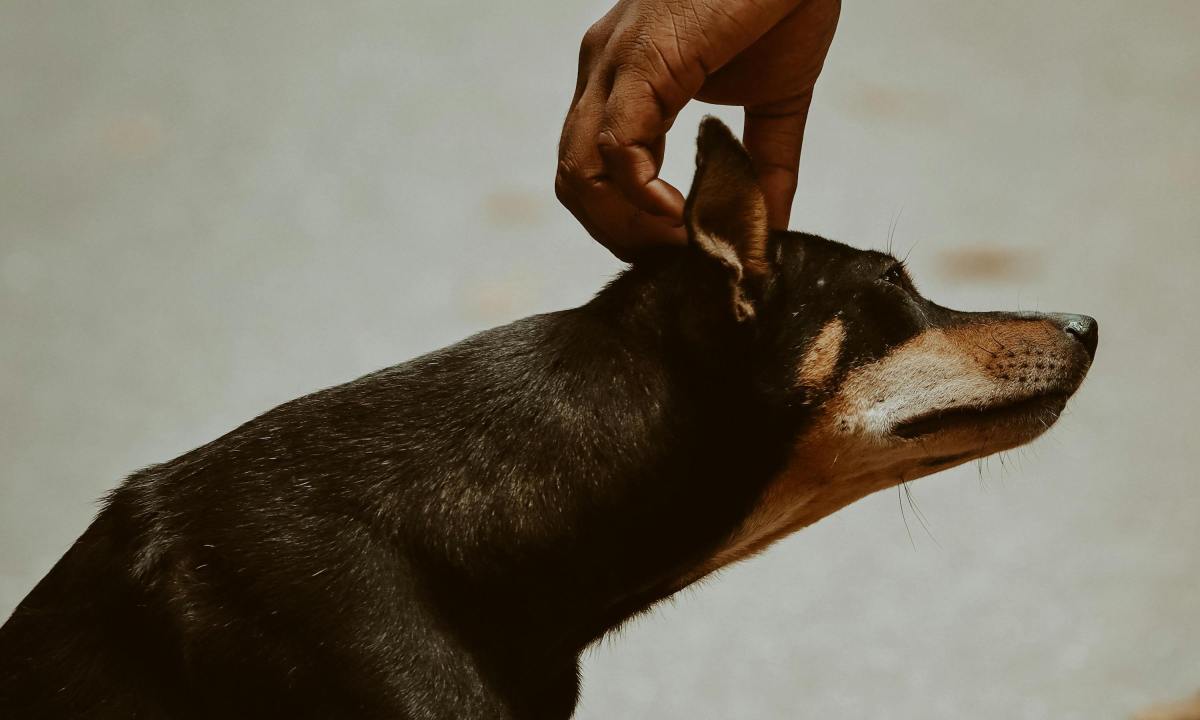 Person scratchese a dog's ear