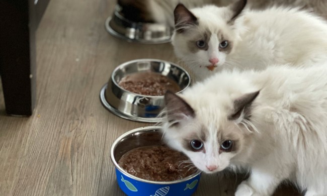 Ragdoll kittens eat wet food out of dishes