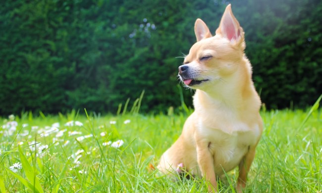 Wonderful teacup Chihuahua enjoys the sunshine in the garden