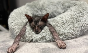 Werewolf cat relaxing in his bed