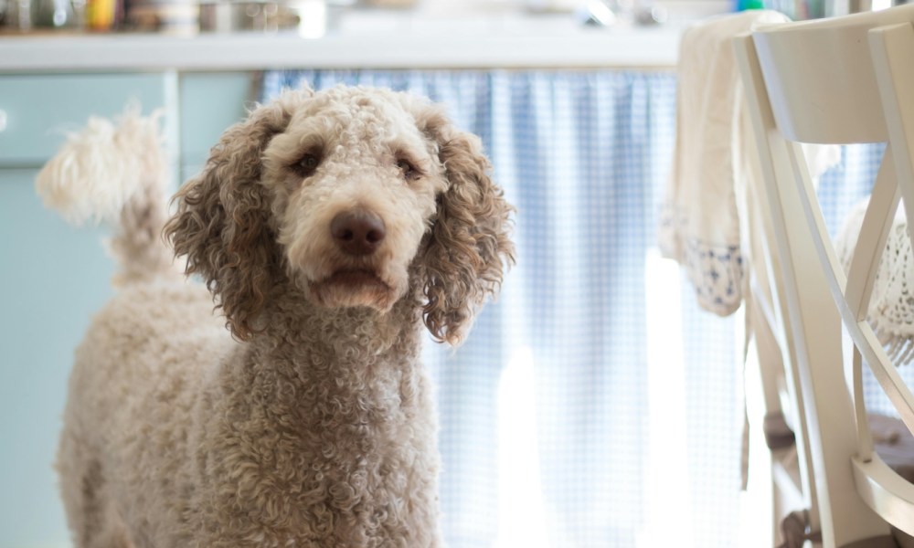 White poodle in dining room with table with blue tablecloth in the background