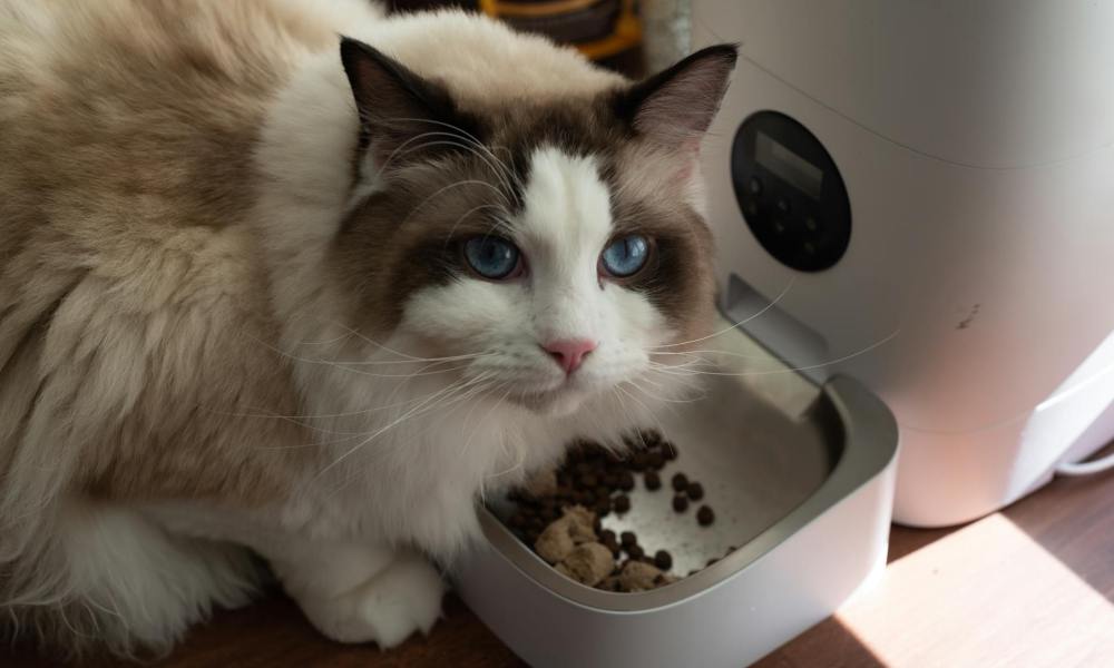 cat looking up while eating white feeder