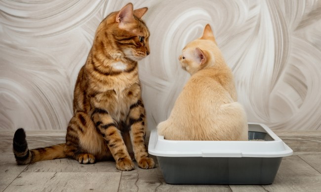 Adult, cat teaches a kitten to use the litter box