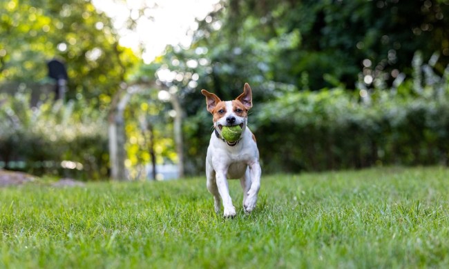 A Danish–Swedish Farmdog carries a tennis ball in it's mouth towards the camera with both ears at attention