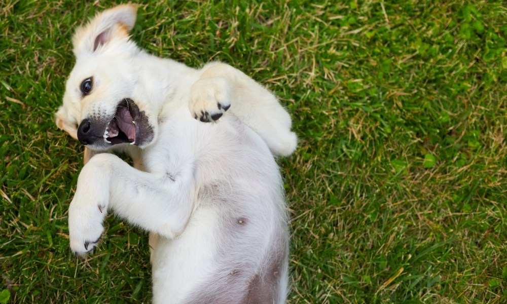 A dog lies on his back in the grass, showing his belly button