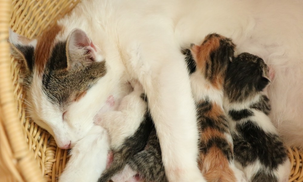 how to tell if a cat is pregnant mother fluffy give birth  new born baby kittens