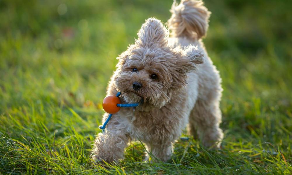 cavapoo dog with an orange ball