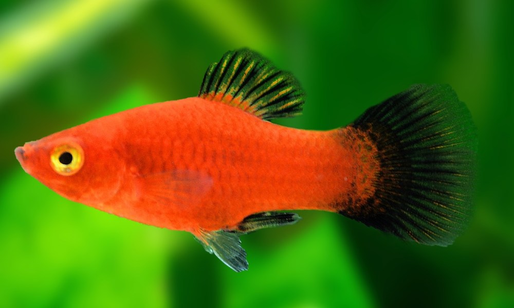 A platy fish against a green plant background