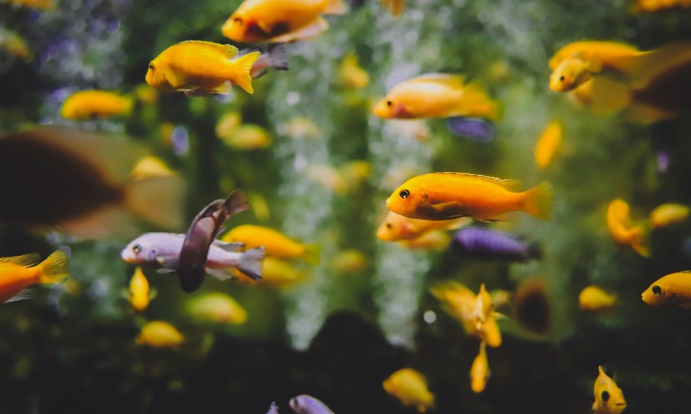 A school of fish swim in an aquarium