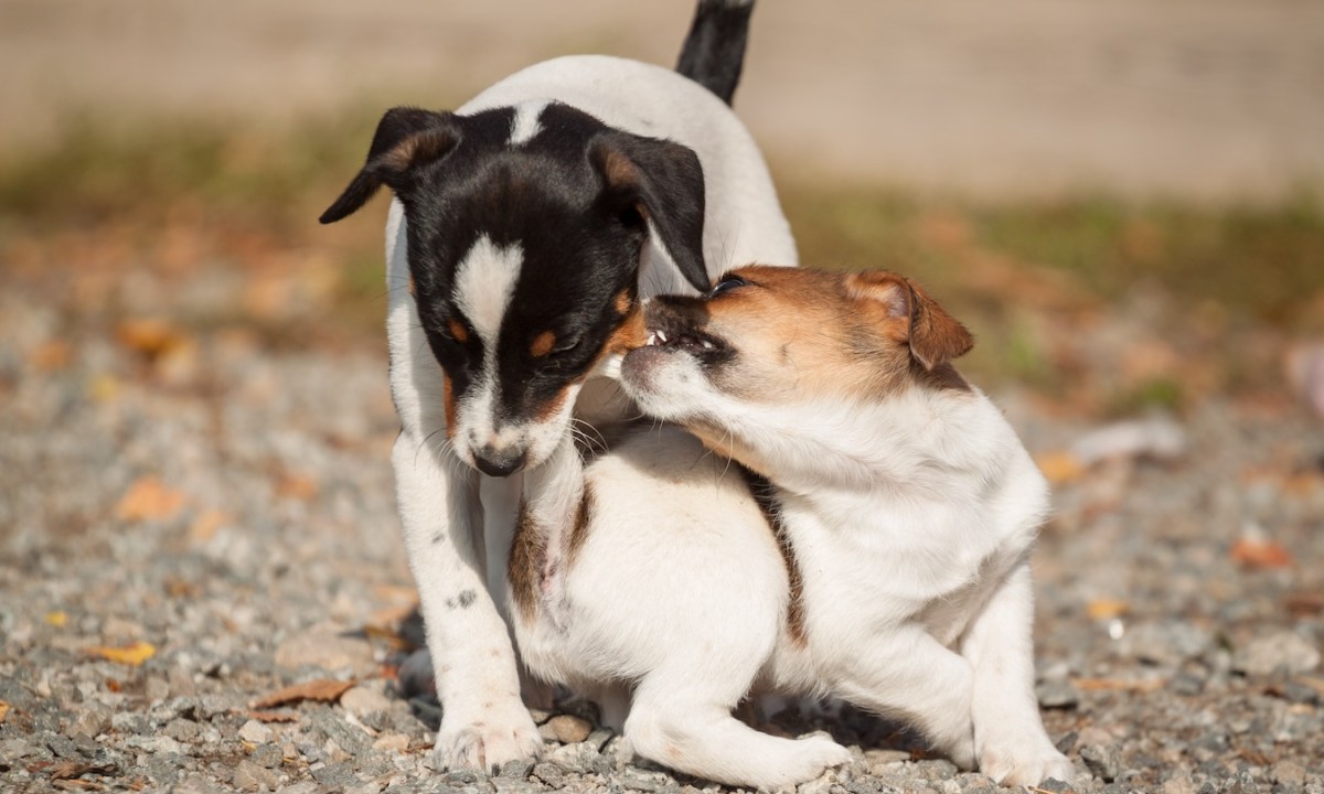 danish swedish farmdog two puppies playing outside