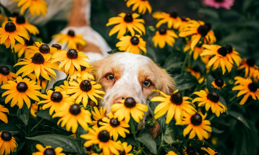 dog stung by a bee brown white field of dlowers