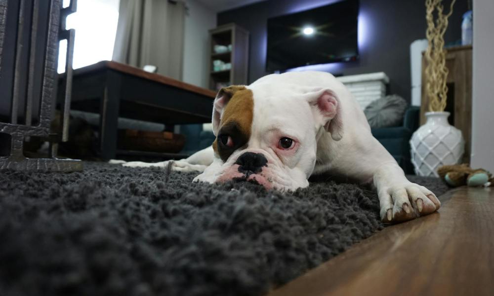 are dogs lactose intolerant bulldog lying on carpet looking sick