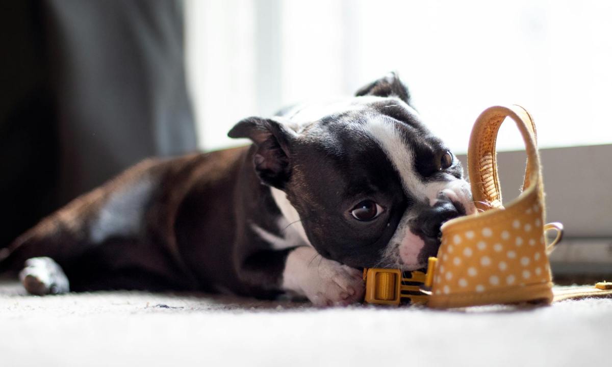 dog chewing on a yellow wedge