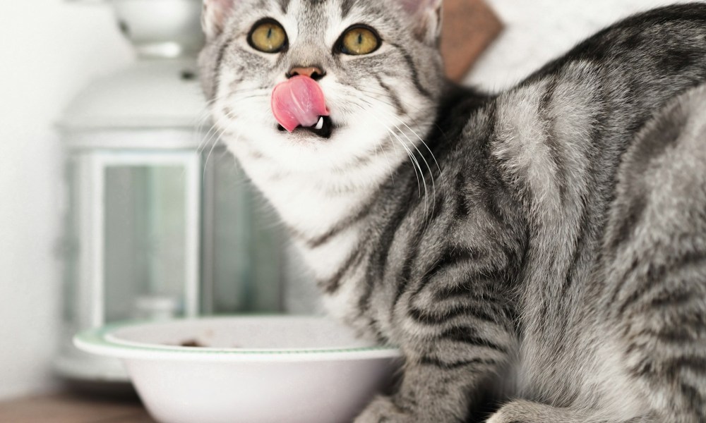 gray cat looking up by bowl and licking lips