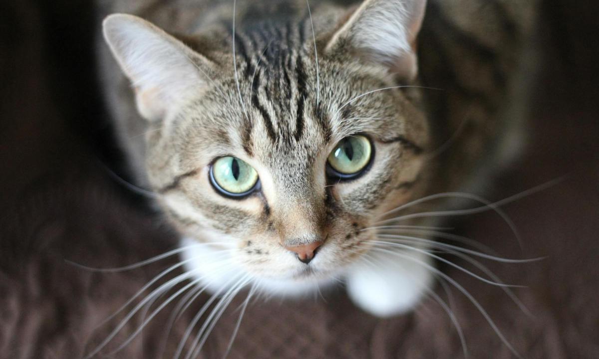 gray kitten with green eyes looking up